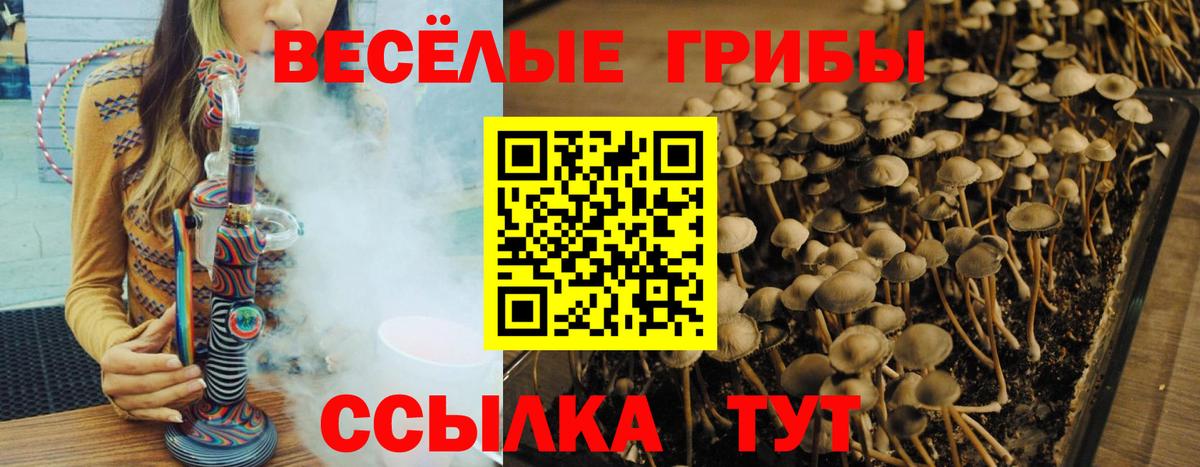 Галлюциногенные грибы Cubensis  Вход с VPN  Галлюциногенные грибы мицелий  цены   Карасук 